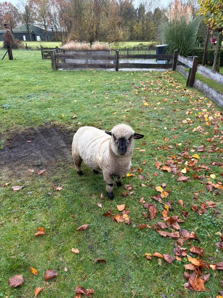 Hampshire down ooien, Dieren en Toebehoren, Schapen, Geiten en Varkens, Schaap, Vrouwelijk