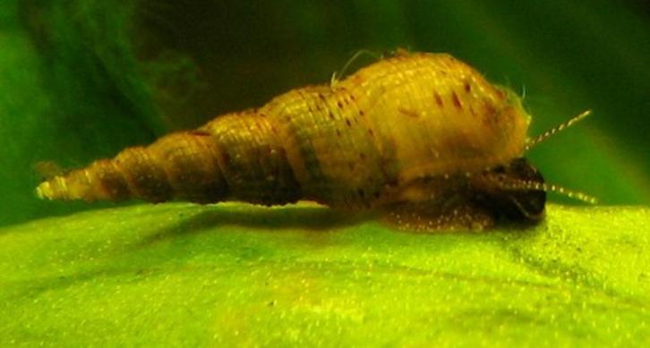Melanoides tuberculata - Slanke knobbelhoren slak - Koidream, Dieren en Toebehoren, Vissen | Aquariumvissen, Zoetwatervis, Slak of Weekdier