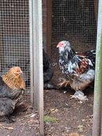Brahma kriel en groot hennen en hanen, Dieren en Toebehoren, Pluimvee, Meerdere dieren, Kip