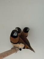 Bruinborst rietvink - Lonchura castaneothorax, Dieren en Toebehoren, Meerdere dieren, Tropenvogel, Geringd