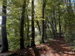 Gezocht! Bosgrond omg. Cranendonck, Weert, Stramproy, Ophalen