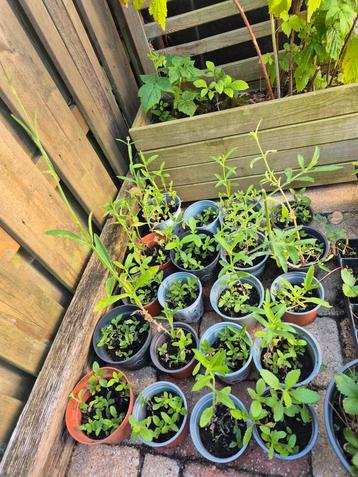 Verbena Bonariensis (ijzerhard) beschikbaar voor biedingen