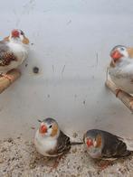 Te koop mannen witborst, Dieren en Toebehoren, Vogels | Overige Vogels, Mannelijk