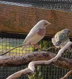 Koppel gouldamadines, Dieren en Toebehoren, Meerdere dieren