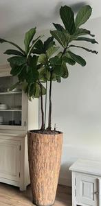 Bosco Cemani bloempot 90cm (evt incl de 2 planten), Ophalen of Verzenden, Rond, Aardewerk, Binnen