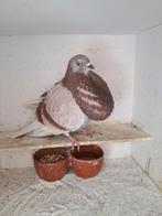 Vaal, Dieren en Toebehoren, Vogels | Duiven, Mannelijk, Kropper