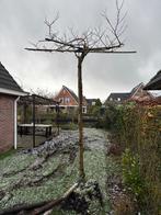 Dakplataan, Tuin en Terras, Dakboom, 250 tot 400 cm, Zomer, Ophalen