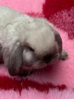 Jonge Hangoor Dwerg konijntjes. Zuiver ras en kleur., Dieren en Toebehoren, Meerdere dieren, Dwerg, 0 tot 2 jaar, Hangoor