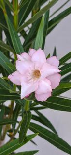 Nerium oleander Gotsis Euridyke meervoudige bloemen.