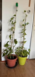 2 X Epipremum aureum in Pot,+/- 135,cm, Ophalen, 100 tot 150 cm, Overige soorten, Halfschaduw