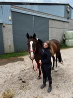 DEZE GEWELDIGE MERRIE MAG DIT WEEKEND WEG VOOR €3950, Dieren en Toebehoren, Paarden, Merrie, B, Gechipt, 160 tot 165 cm