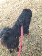 2 Tibetaanse mastiff, Dieren en Toebehoren, Rabiës (hondsdolheid), Overige rassen, Teef, Meerdere