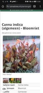 Planten en haardhout etc. canna brasiliensis canna indica, Ophalen, Zomer, Overige soorten, Volle zon