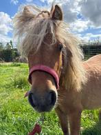 Shetlander jaarling hengst met stamboek, Dieren en Toebehoren, Hengst, A pony (tot 1.17m), Recreatiepony, 0 tot 2 jaar
