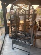 Papegaaien kooi, Dieren en Toebehoren, Mannelijk, Papegaai