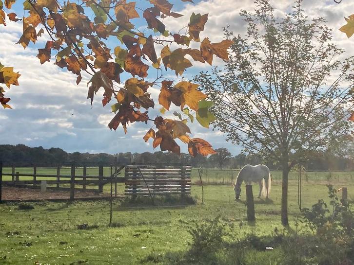 Plek op een fijn en kleinschalig pensionstal beschikbaar., Dieren en Toebehoren, Stalling en Weidegang, Stalling, Weidegang, 1 paard of pony