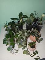 Hoyas&kamerplanten stekjes kies&mix, Ophalen, Halfschaduw, Minder dan 100 cm