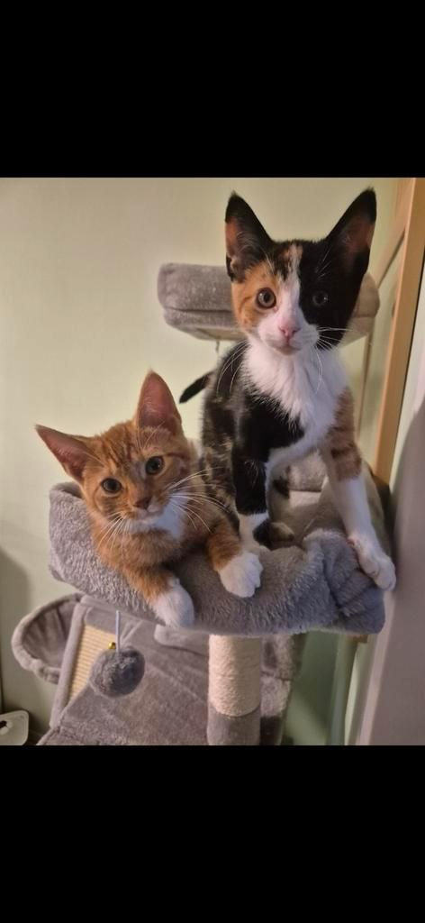 2 lieve kittens te koop, Dieren en Toebehoren, Katten en Kittens | Dekkaters
