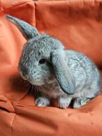 Raszuivere Franse Hangoren Chinchilla - gevaccineerd, Meerdere dieren, Groot, Hangoor