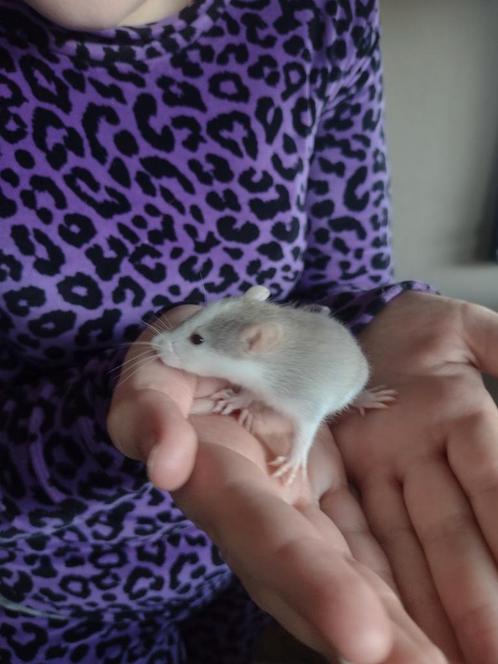 Lieve mooie gezonde tamme rittens nog vrouwen en mannen, Dieren en Toebehoren, Knaagdieren, Meerdere dieren, Rat, Na 1 juli 2024