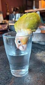 Goed&Blijvend huisje gezocht voor deze dondersteen!, Dieren en Toebehoren, Vogels | Parkieten en Papegaaien, Geslacht onbekend