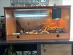 Compleet Terrarium met tamme.baardagaam teab, Dieren en Toebehoren, Reptielen en Amfibieën, Hagedis, Met terrarium, 0 tot 2 jaar