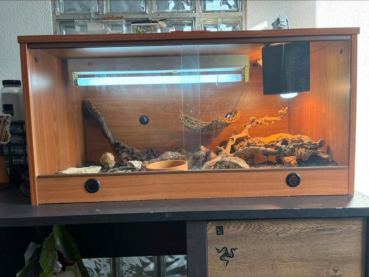 Compleet Terrarium met tamme.baardagaam teab, Dieren en Toebehoren, Reptielen en Amfibieën, Hagedis, 0 tot 2 jaar, Met terrarium