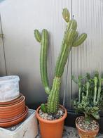grote cactus Myrtillocactus, Huis en Inrichting, Kamerplanten, Ophalen, Cactus, In pot, 100 tot 150 cm