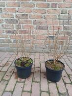 2 leuke dwerg sering soorten, Volle zon, Vaste plant, Lente, Ophalen