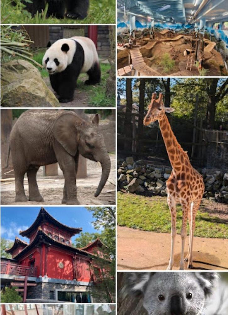 Entreetickets voor Ouwehands Dierenpark te koop, Hobby en Vrije tijd, Overige Hobby en Vrije tijd, Nieuw, Ophalen of Verzenden