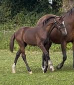 Mooi stoer hengstveulen met goede dressuurgenen, Dieren en Toebehoren, Minder dan 160 cm, Gechipt, Niet van toepassing, Dressuurpaard