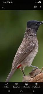 Te koop gevraagd!, Dieren en Toebehoren, Geslacht onbekend