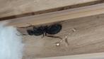 Camponotus Niveosetosus gyn (de laatste), Mieren