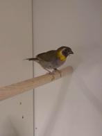 1-1 Kleine cubavinken, Dieren en Toebehoren, Meerdere dieren, Tropenvogel, Geringd