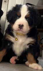 Berner Sennen Pups, Dieren en Toebehoren, Rabiës (hondsdolheid), 8 tot 15 weken, Groot, Meerdere