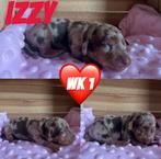 Zeer mooie merle, choco-tan Dwergteckel puppies, Dieren en Toebehoren, Honden | Teckels en Dashonden, België, Fokker | Hobbymatig