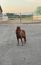 Lieve kleine maat 3 jarige shet hengst, Dieren en Toebehoren, Hengst, A pony (tot 1.17m), 3 tot 6 jaar, Onbeleerd