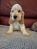 Engelse cocker spaniel pups, België, Fokker | Hobbymatig, Rabiës (hondsdolheid), 8 tot 15 weken