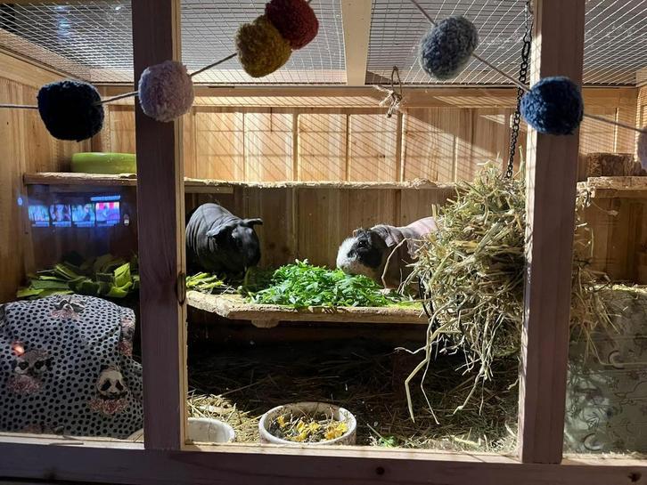 2 Skinny cavia beertjes, Dieren en Toebehoren, Knaagdieren en Konijnen | Toebehoren, Zo goed als nieuw, Ophalen