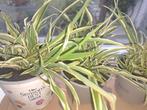 Spider plant, Huis en Inrichting, Kamerplanten, Ophalen, Halfschaduw, Minder dan 100 cm