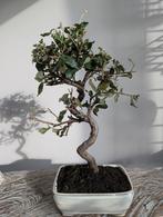 Quercus Suber Kurkeik Bonsai, Tuin en Terras, Bloeit niet, Halfschaduw, Minder dan 100 cm, Overige soorten