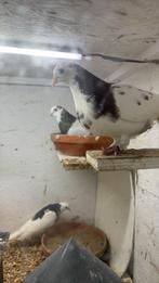 Te koop Birmingham rollers, Dieren en Toebehoren, Vogels | Duiven, Meerdere dieren