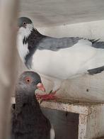 Kopenhagener Ekster  (koppel), Dieren en Toebehoren, Vogels | Duiven, Meerdere dieren