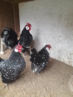 Java krielen te koop, Dieren en Toebehoren, Meerdere dieren, Kip