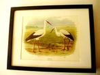 Ooievaars jong en volwassen van M.A. Koekkoek, Antiek en Kunst, Kunst | Litho's en Zeefdrukken, Ophalen of Verzenden