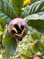 MISPELS, €3 p/kg, verse geplukt fruit, oa voor gelei etc, Tuin en Terras, Ophalen, Overige soorten, Winter