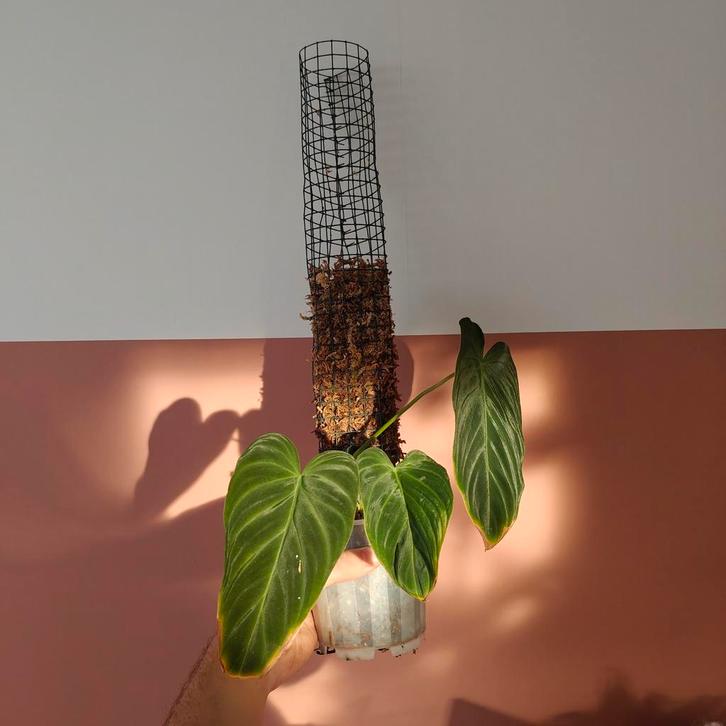 Philodendron Glorious • Onderste stek, Huis en Inrichting, Kamerplanten, Overige soorten, Minder dan 100 cm, Groene kamerplant