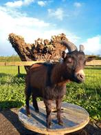 2 lieve bokken te koop!, Dieren en Toebehoren, Schapen, Geiten en Varkens, Mannelijk, 0 tot 2 jaar, Geit