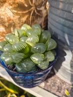 Cactus en vetplanten, Eén persoon, Cadeaubon, Overige typen