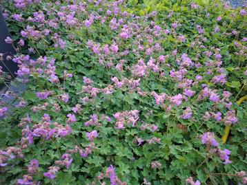 Geranium Cantabrigiense Cambridge  beschikbaar voor biedingen